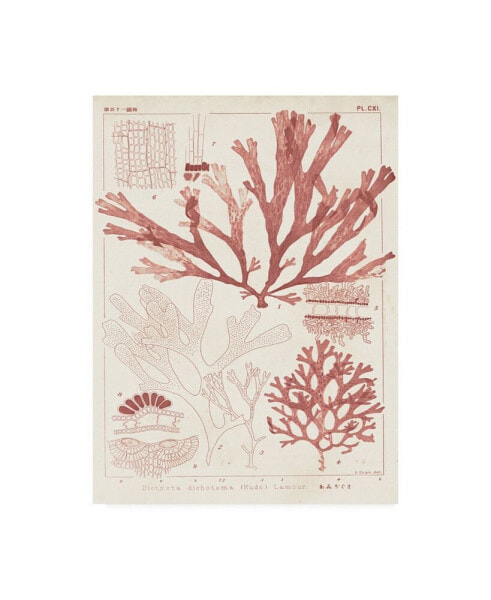 Vision Studio Antique Coral Seaweed IV Canvas Art - 15" x 20"