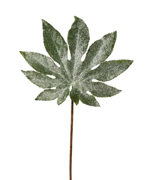 Aralia-Blatt