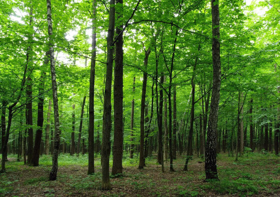 Fototapete bewaldete Landschaft