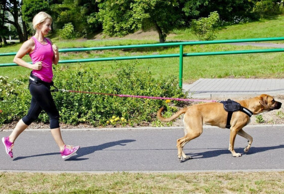 Dingo smycz z taśmy z amortyzatorem i rączką dł. 170 cm - 14695