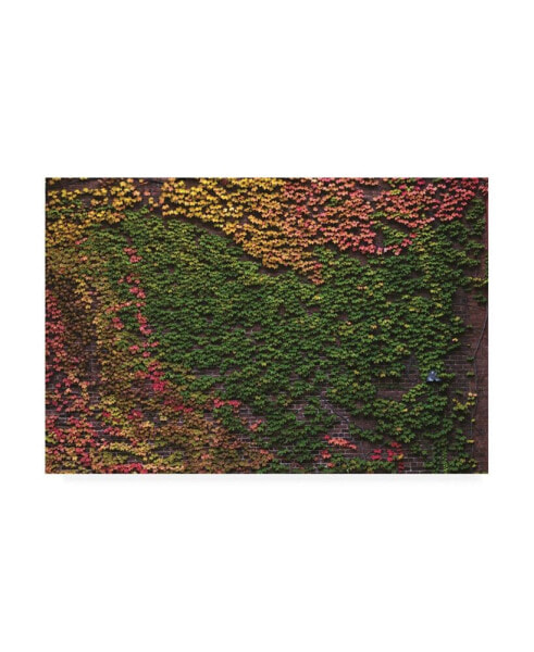 Kurt Shaffer Photographs Autumn Ivy Canvas Art - 19.5" x 26"
