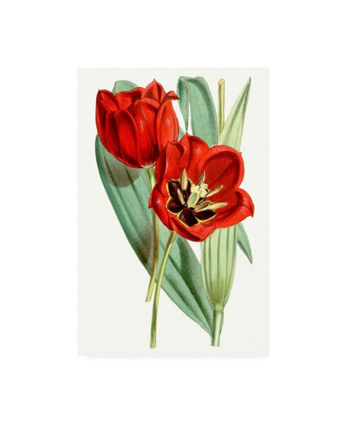 Curtis Curtis Tulips V Canvas Art - 19.5" x 26"