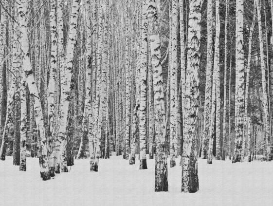 Fototapete Birkenwald Schwarz Weiß Grau