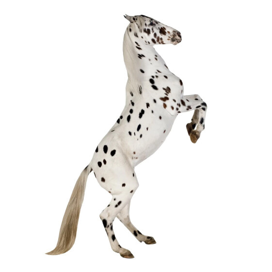 Appaloosa