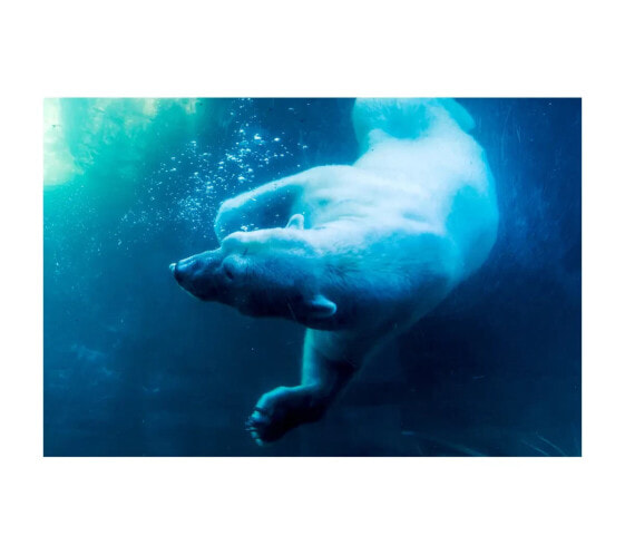 Eisbär Schwimmwandkunst