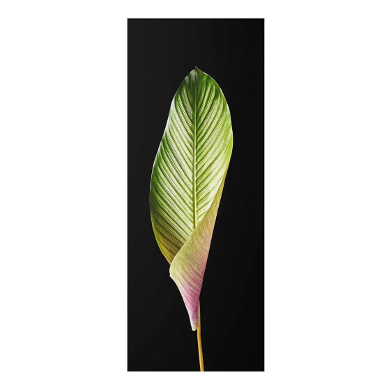 Glasbild Blatt Calathea-ornata