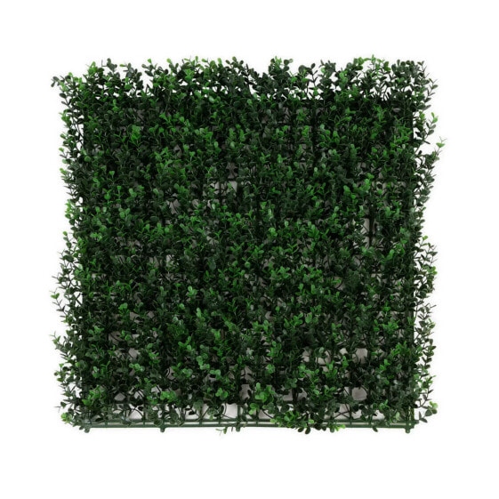 Pflanzenwand Buxus