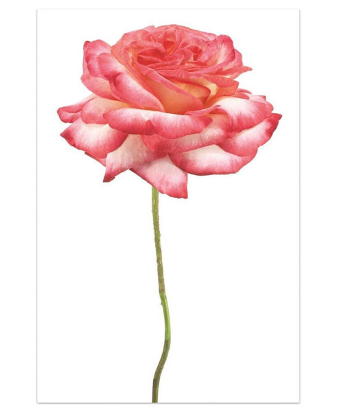 Pink Rose on White Frameless Free Floating Tempered Glass Panel Graphic Wall Art, 48" x 32" x 0.2"