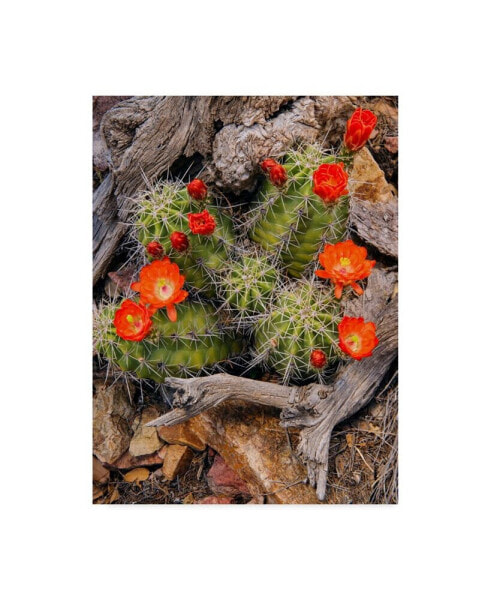 Michael Blanchette Photography 'Claret Cup Cactus' Canvas Art - 35" x 47"