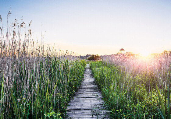 Vlies Fototapete Landschaft Weg Natur