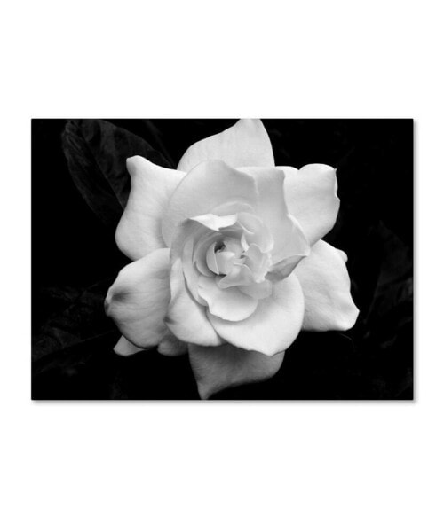 Kurt Shaffer 'Gardenia in Black and White' Canvas Art - 35" x 47"