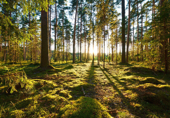 Vlies Fototapete Wald Sonne Bäume Tapete