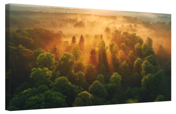 Bild Wald Bäume XXII