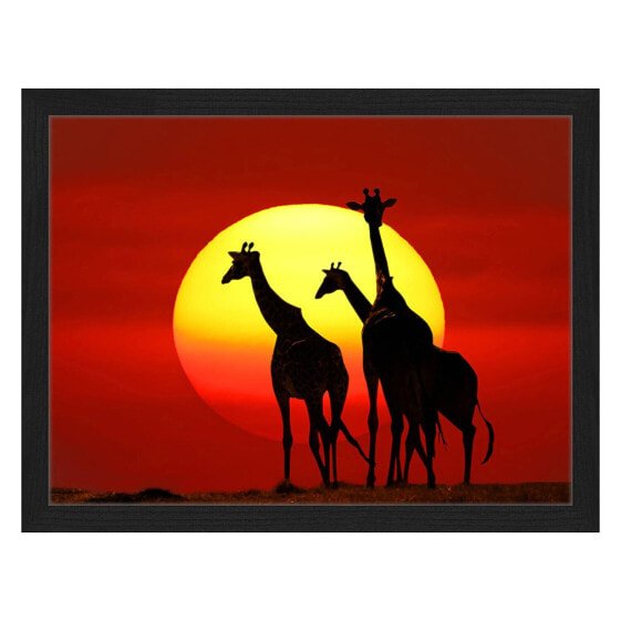 Bild Sunset Giraffes Silhouette