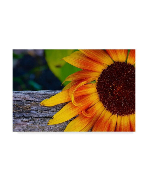 American School Sunflower Close Up Canvas Art - 20" x 25"