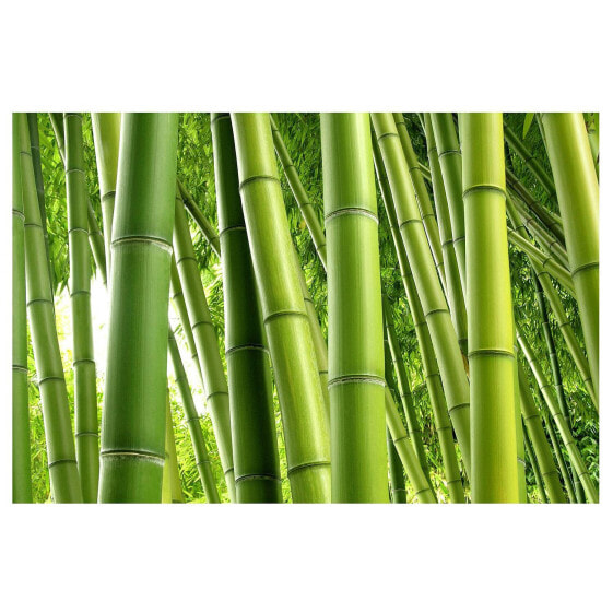 Обои Bilderwelten Bamboo Trees