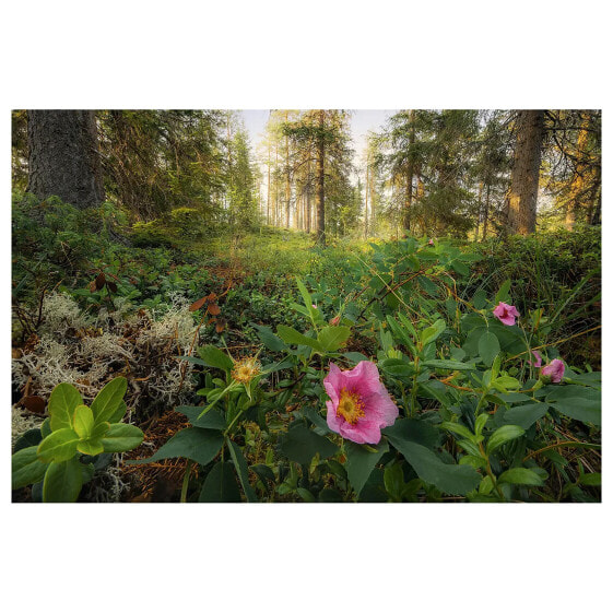 Leinwandbild Charming Woods