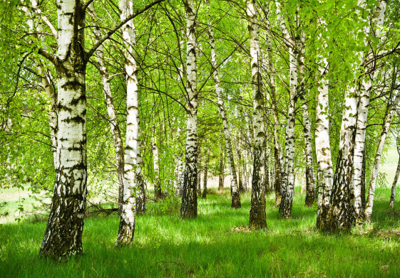 Vlies Fototapete Birkenwald Wald