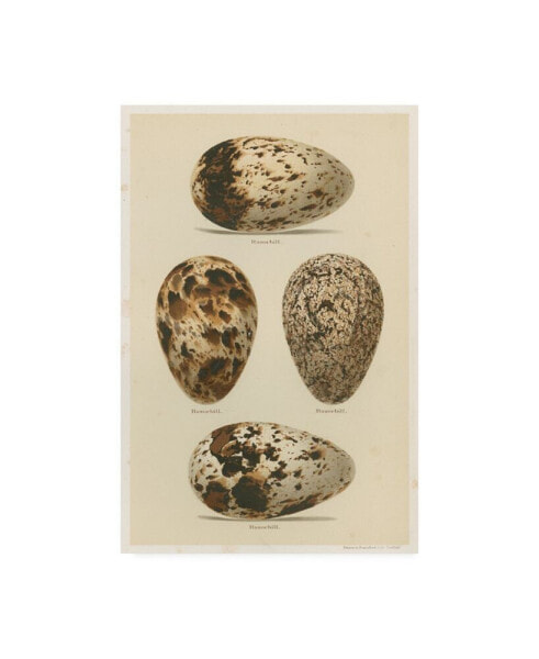 Henry Seebohm Antique Bird Egg Study VI Canvas Art - 15" x 20"