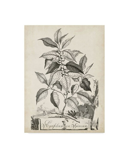 Abraham Munting Scenic Botanical III Canvas Art - 20" x 25"