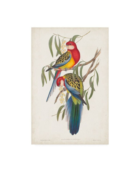 John Gould Tropical Parrots IV Canvas Art - 15" x 20"