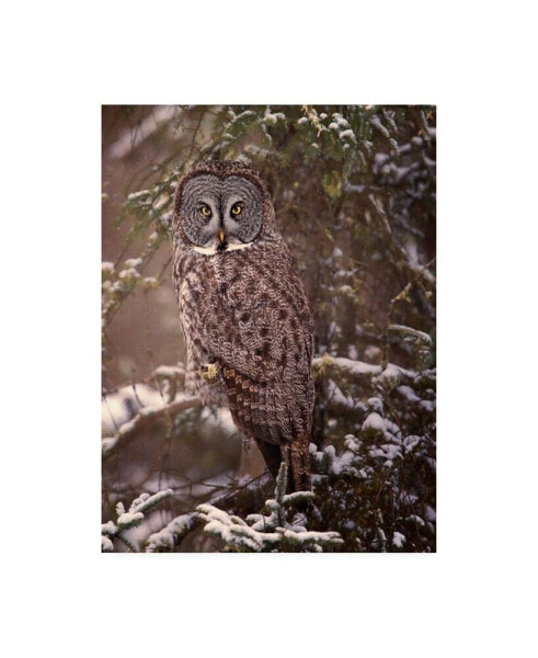 PH Burchett Owl in the Snow I Canvas Art - 36.5" x 48"