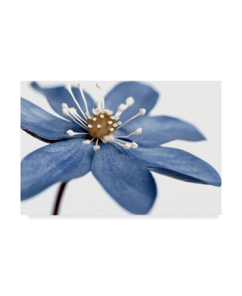 Tom Quartermaine 'Blue Flower On White' Canvas Art - 24" x 16"