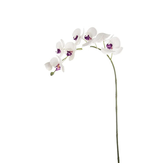 Orchidee Phalaenopsis Forever