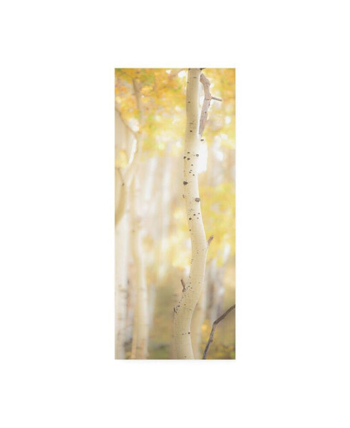 Dan Ballard Yellow Birch 3 Canvas Art - 27" x 33.5"