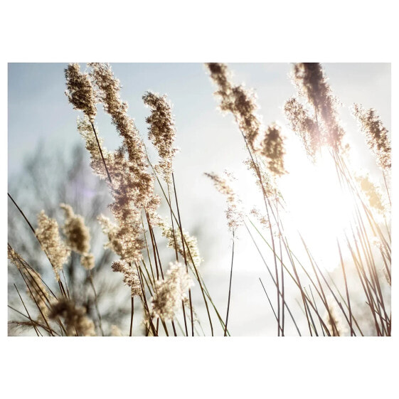 Leinwandbild Natur Pampas Grass