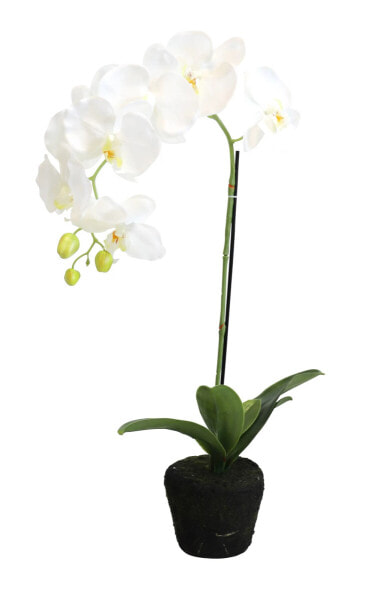 Orchidee getopft