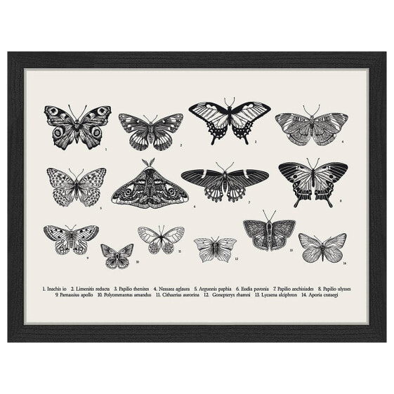 Bild Butterfly Collection