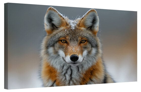 Bild Fuchs im Winter