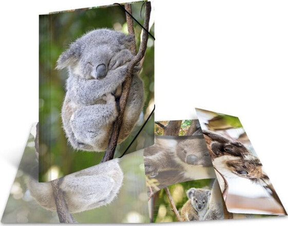 Herma Teczka A4 Glossy Koala