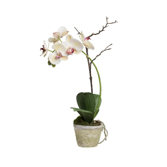 Orchidee im Topf Sina