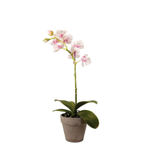 Orchidee Dendrobium im Topf