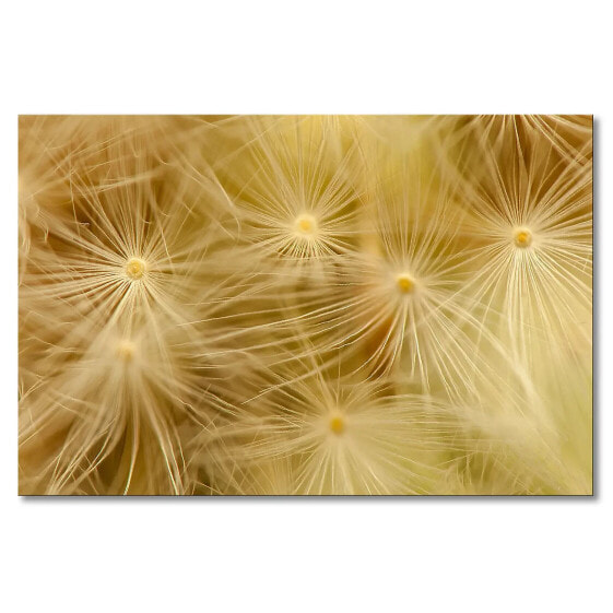 Leinwandbild Dandelion Closeup