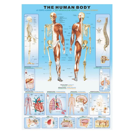 Puzzle Menschlicher Körper 1000 Teile