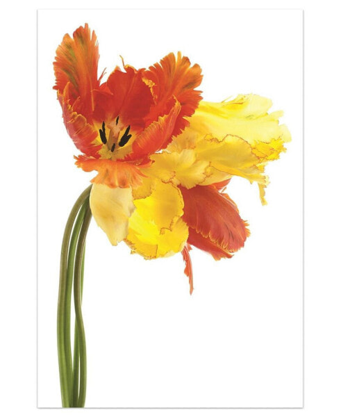 Orange Yellow Parrot Tulip on White Frameless Free Floating Tempered Glass Panel Graphic Wall Art, 48" x 32" x 0.2"