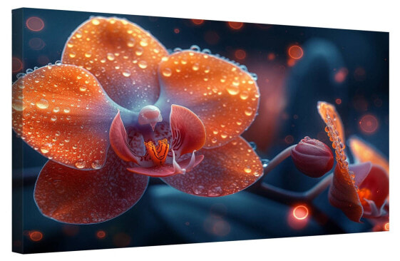 Bild Orchidee Blumen XVII