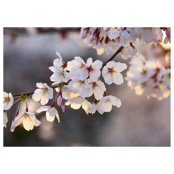 Leinwandbild Cherry Branch