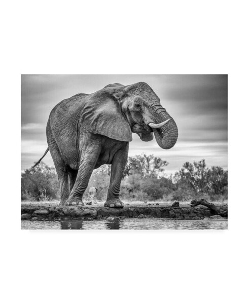 Jaco Marx Standing Proud Elephant Canvas Art - 20" x 25"