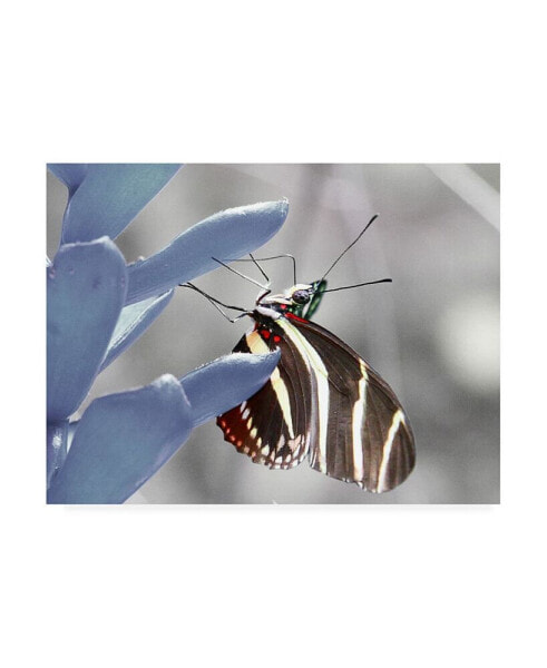 Dana Brett Munich Butterfly Brown and White Canvas Art - 15.5" x 21"