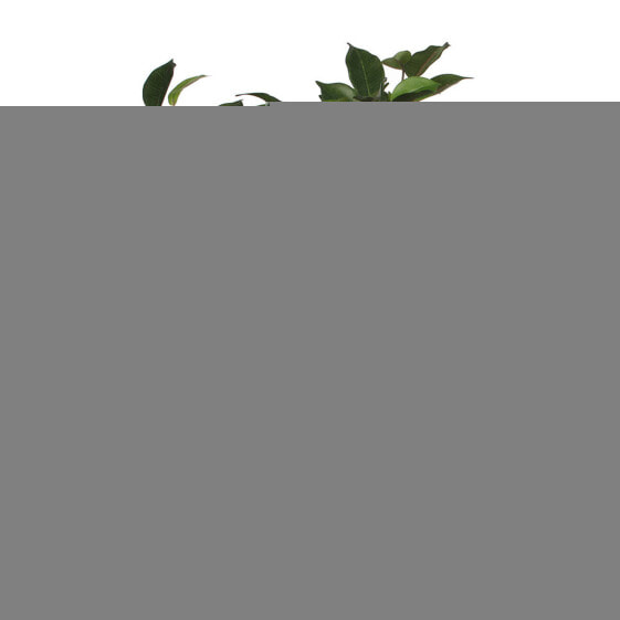 Декоративное растение Mica Decorations 40 x 30 cm Керамика Зеленый PVC фикус