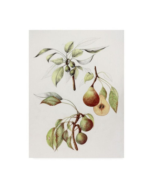 Deborah Kopka Pine Street Pears Canvas Art - 27" x 33.5"