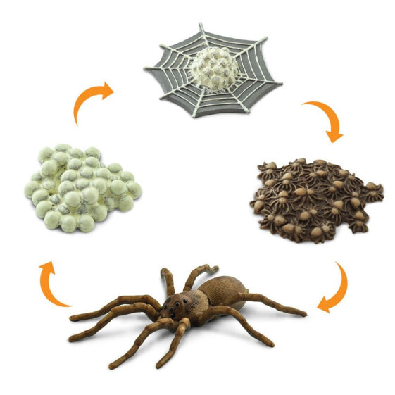 Фигурка Safari Ltd. Цикл жизни паука (Order Araneae)