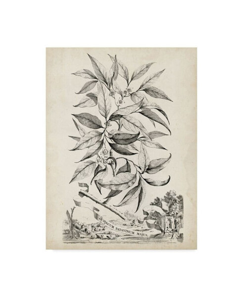 Abraham Munting Scenic Botanical IV Canvas Art - 20" x 25"