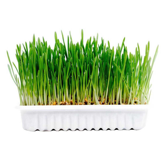 DUVO+ Natural Cat Grass 70g