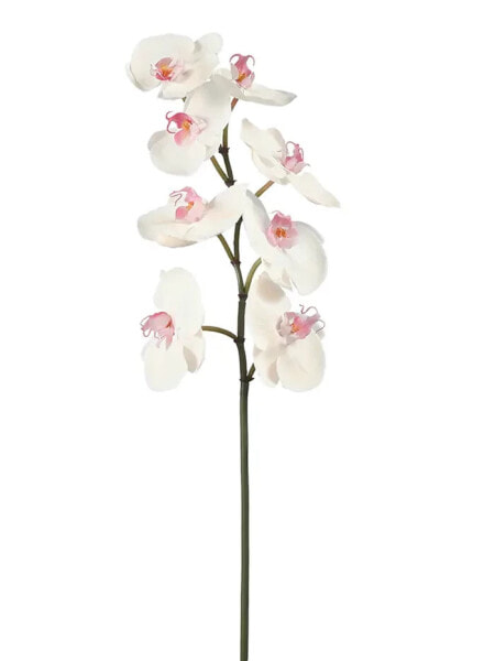 Orchidee Phalaenopsis