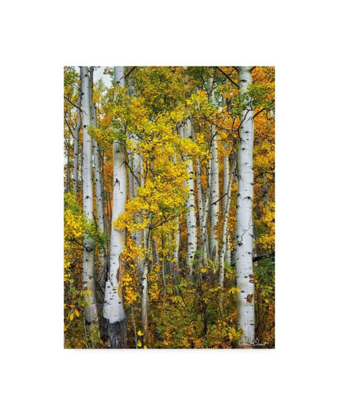 David Drost Yellow Woods V Canvas Art - 20" x 25"